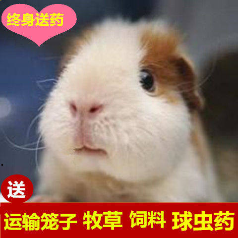 荷兰猪活宠豚鼠活体幼体宠物荷兰鼠幼崽荷兔彩豚黑豚逆毛家养幼体,淘宝优惠券,粉丝福利购,淘宝优惠卷