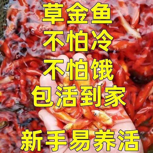草金鱼冷水观赏鱼好养耐活小鱼苗锦鲤养不死 - 图2