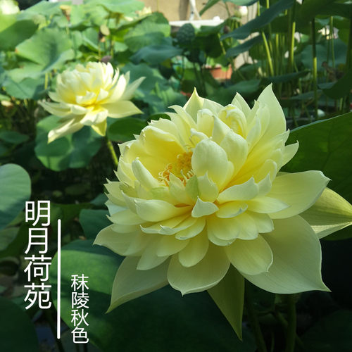 【秣陵秋色】 种藕 中型盆栽荷花阳台多年生观花植物水生花卉碗莲 - 图0