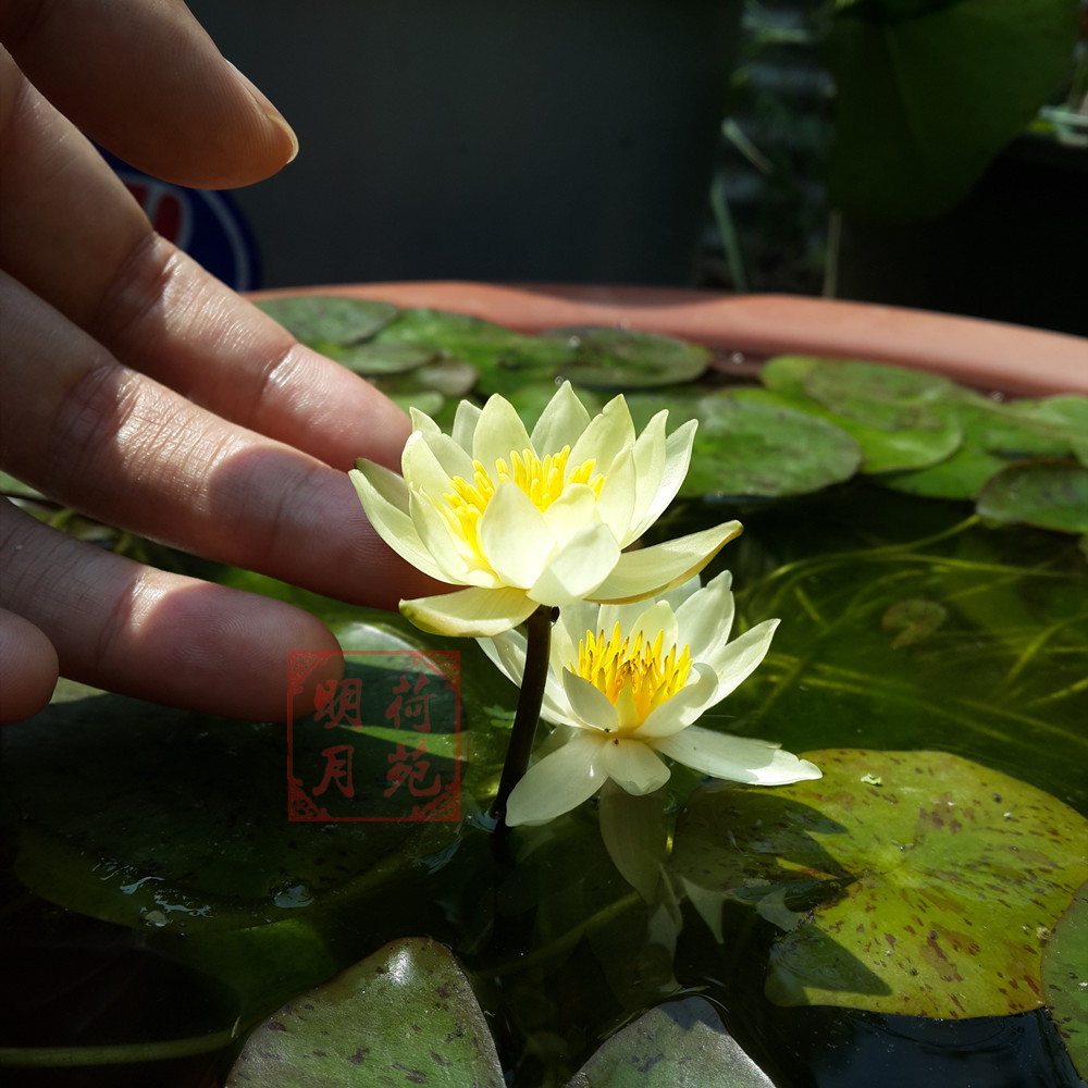 海尔芙拉迷你睡莲花种茎微型睡莲根块袖珍小型水生植物花卉带花苞 - 图0