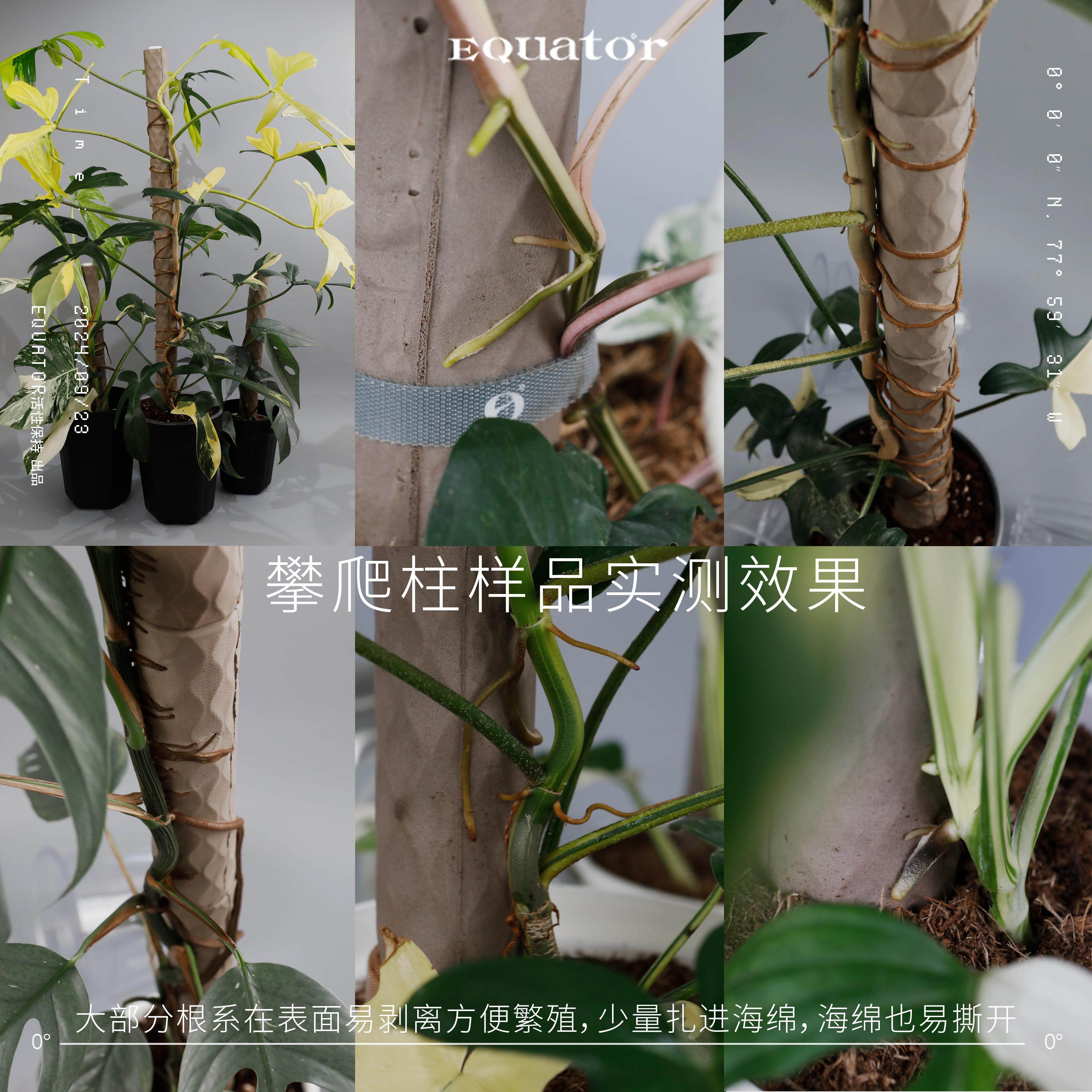 活性保持/植物攀爬棒 海绵棒可拼接水苔柱棕棒龟背竹蔓绿绒,淘宝优惠券,粉丝福利购,淘宝优惠卷