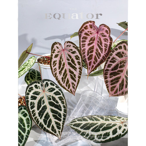 活性植物/ 浆果派对花烛 天南星科绿植盆栽观叶植物 - 图0