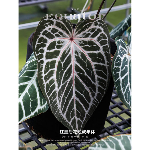 活性植物/红皇后2.0花烛  天南星科绿植盆栽阳台植物 - 图3