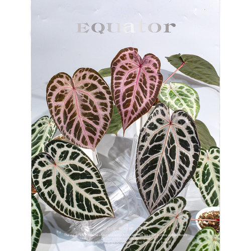 活性植物/ 浆果派对花烛 天南星科绿植盆栽观叶植物 - 图3