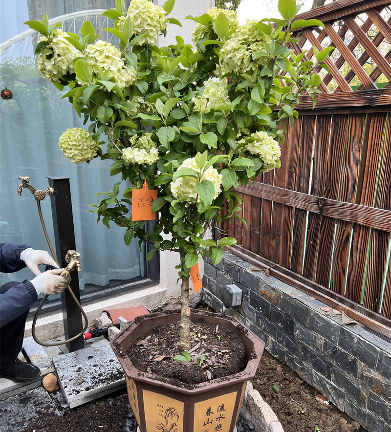 网红植物原生中华木绣球棒棒糖大花斗球庭院 阳台耐寒耐热易养护 - 图1