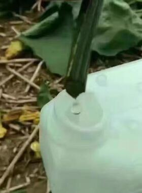 可以喝的丝瓜水基地采集孕妇无添加丝瓜茎汁液天然丝瓜水500ml