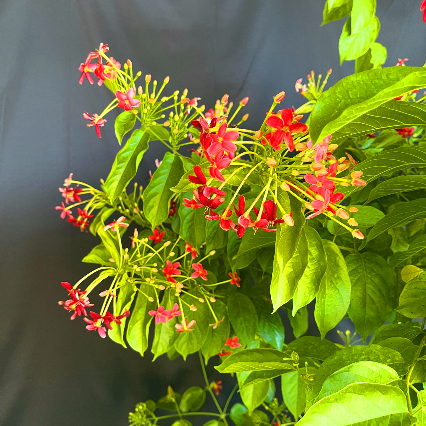 使君子花苗重瓣藤类攀爬植物室外花苗藤本花卉阳台水君子爬藤植物 - 图2