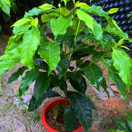 咖啡苗 咖啡树苗 云南卡迪姆咖啡树苗咖啡小苗盆栽庭院地栽树苗 - 图1