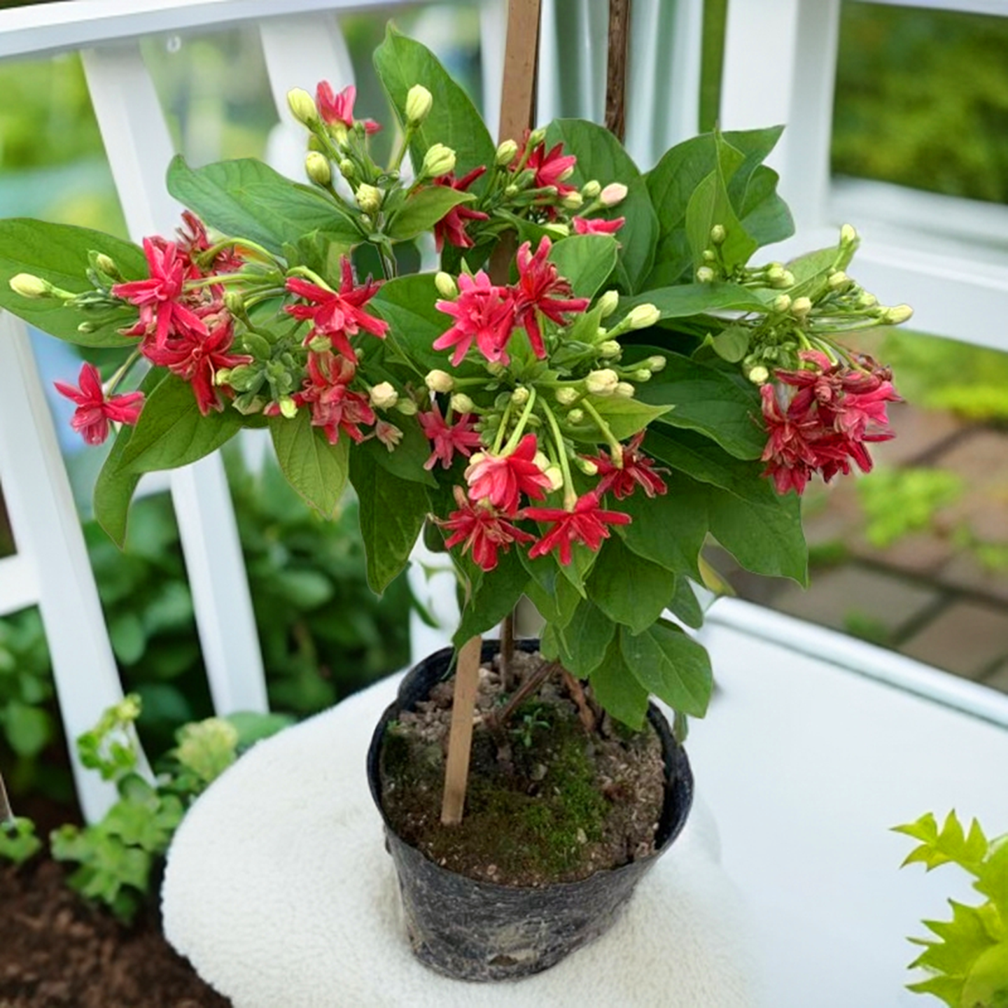 使君子花苗重瓣藤类攀爬植物室外花苗藤本花卉阳台水君子爬藤植物 - 图1