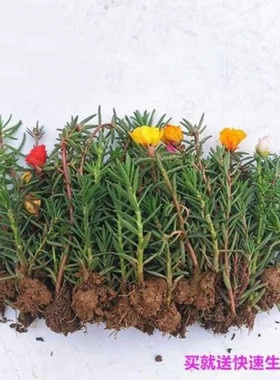 重瓣太阳花苗松叶牡丹室内盆栽绿植苗四季种植现挖带根带土发货