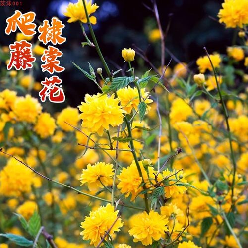 重瓣棣棠花苗盆栽耐荫爬藤攀缘花卉绿植物浓香多花耐寒四季金灿花 - 图0
