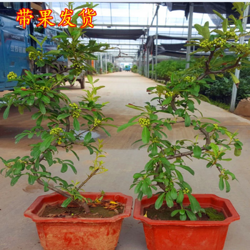 火棘沙棘盆景盆栽树桩盆景绿植观花观果植物阳台客厅庭院带果发货-图0