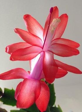 重瓣光炫黄金大花多色蟹爪兰四季种植阳台绿植花卉盆栽室内带花苞