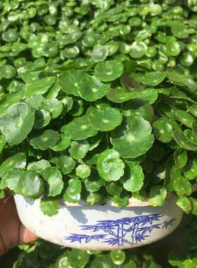 铜钱草水培土培盆栽室内花金钱草