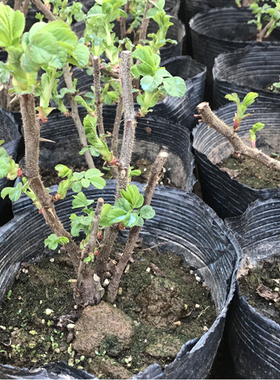 盆载植物食用玫瑰花苗大马士革玫瑰平阴玫瑰月季花苗四季种植浓香