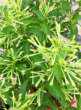 10夜来香花苗盆栽树粗杆景