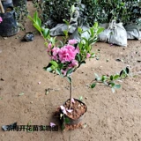 Чайные саженцы саженцы черный чай сливовый сольный покемон старая куча белая чао камера камера в горшках бассейн бонсай приносит четыре сезона, посадив цветы