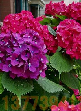 10庭院花卉耐庭院花卉耐寒