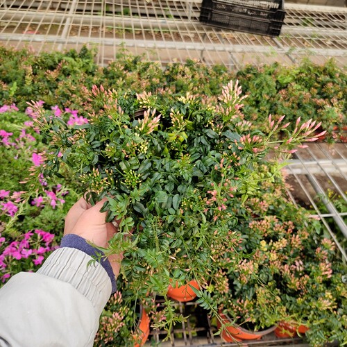 多花素馨盆栽爬藤花苗带花苞多年生藤本攀援观花植物花期长有香味 - 图0