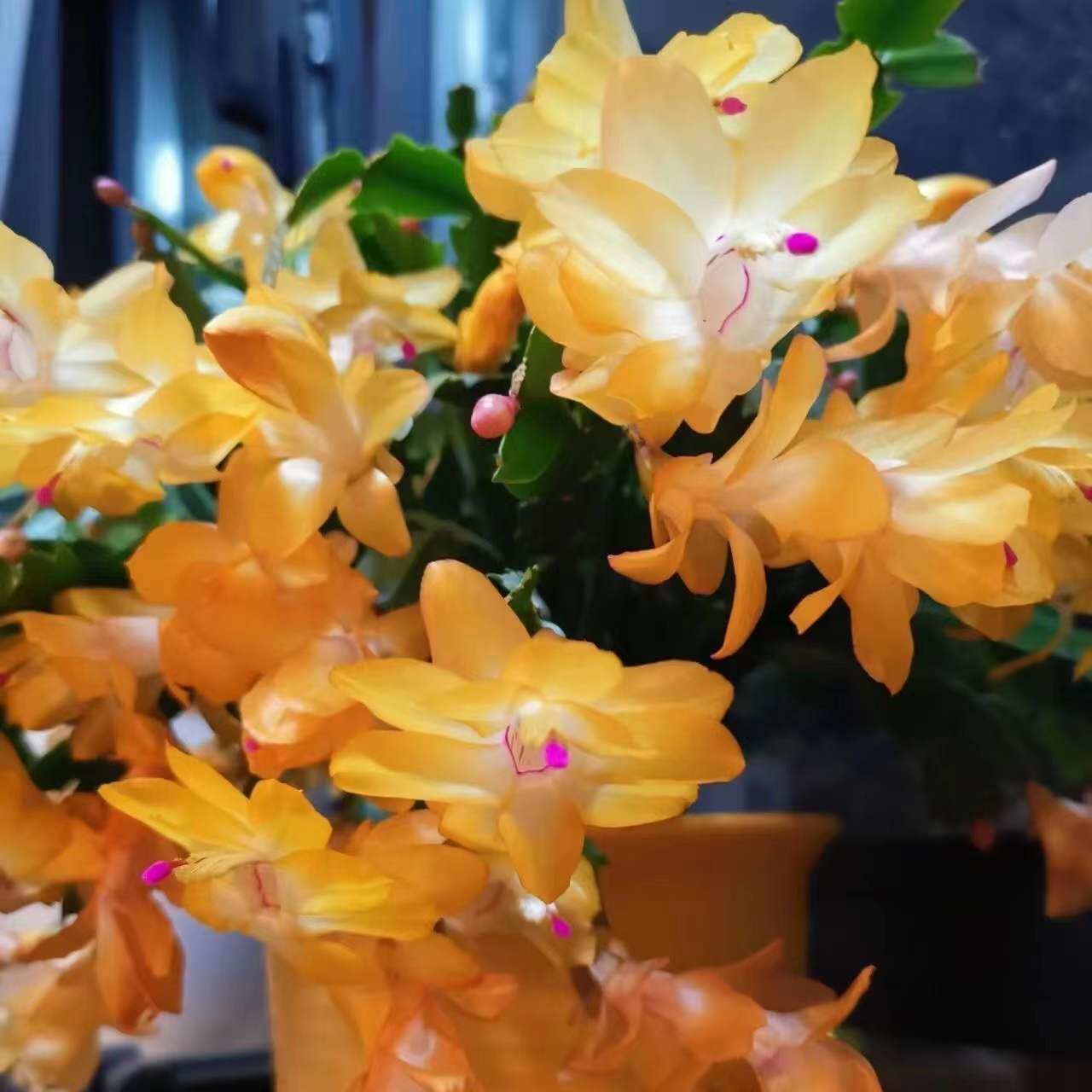 黄金满屋蟹爪莲进口蟹爪兰大花带花苞重瓣新品种好养盆栽室内植物