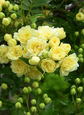 好养木香花苗白黄甜蜜重瓣带