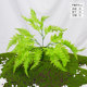 Simulated green plant potted small wall landscaping decoration fake plant fern leaves to surround the background wall with flowers and green leaves