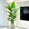 Large living room floor ornaments indoor sofa TV cabinet next to fake plants traveler canna bird of paradise simulated green plants