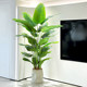 Large living room floor-standing ornaments, indoor sofa, TV cabinet next to fake plant, traveler banana, bird of paradise, simulated green plant