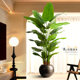 Bird of paradise bionic