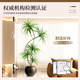 Light luxury living room decoration dragon blood tree large potted plant