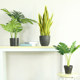 Simulated Plant Traveler Banana Potted Large Interior Decoration