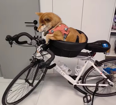 Mountain bike pet basket road bike with dog basket