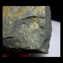 Plant fossil AF9910G0 ash-fossilized * plant fossil * wheel leaves (self-picking 10 6cm191g)