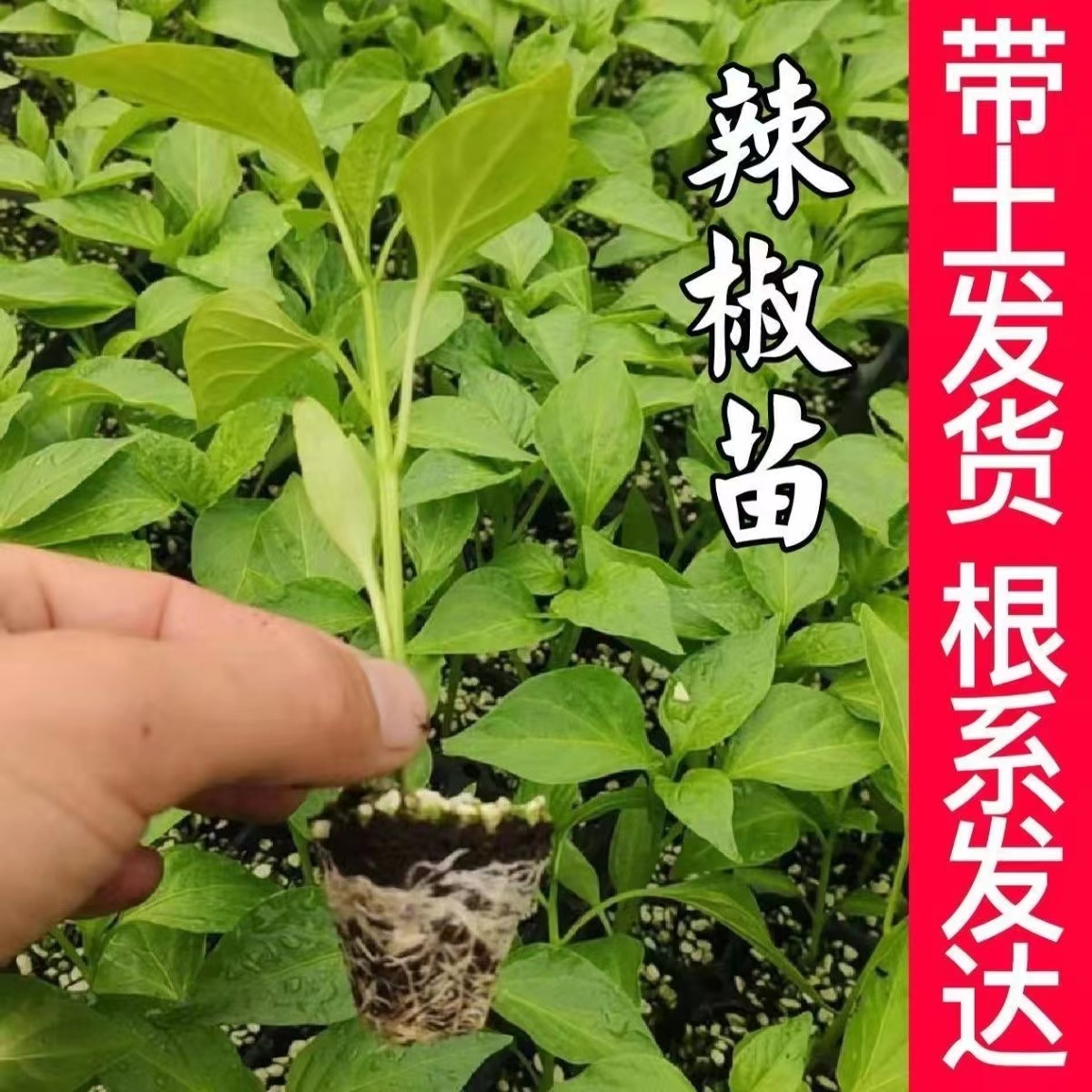 辣椒苗秧苗羊角椒青椒苗高产薄皮辣椒幼苗南方四季辣椒苗阳台盆栽 - 图0