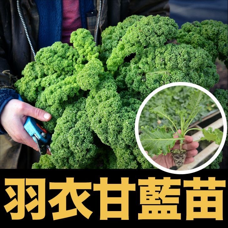 羽衣甘蓝苗秧苗紫绿抱子孢子甘蓝包头菜卷心菜秋冬阳台盆栽蔬菜苗 - 图2