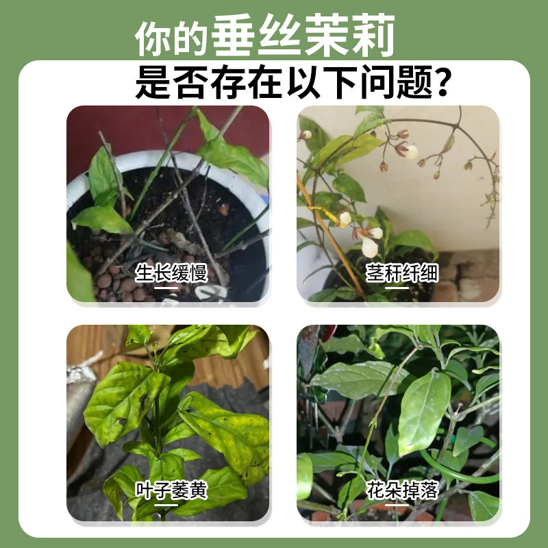 垂丝茉莉专用营养液壮苗促开花四季通用直喷型防黄叶专用液体肥料,淘宝优惠券,粉丝福利购,淘宝优惠卷