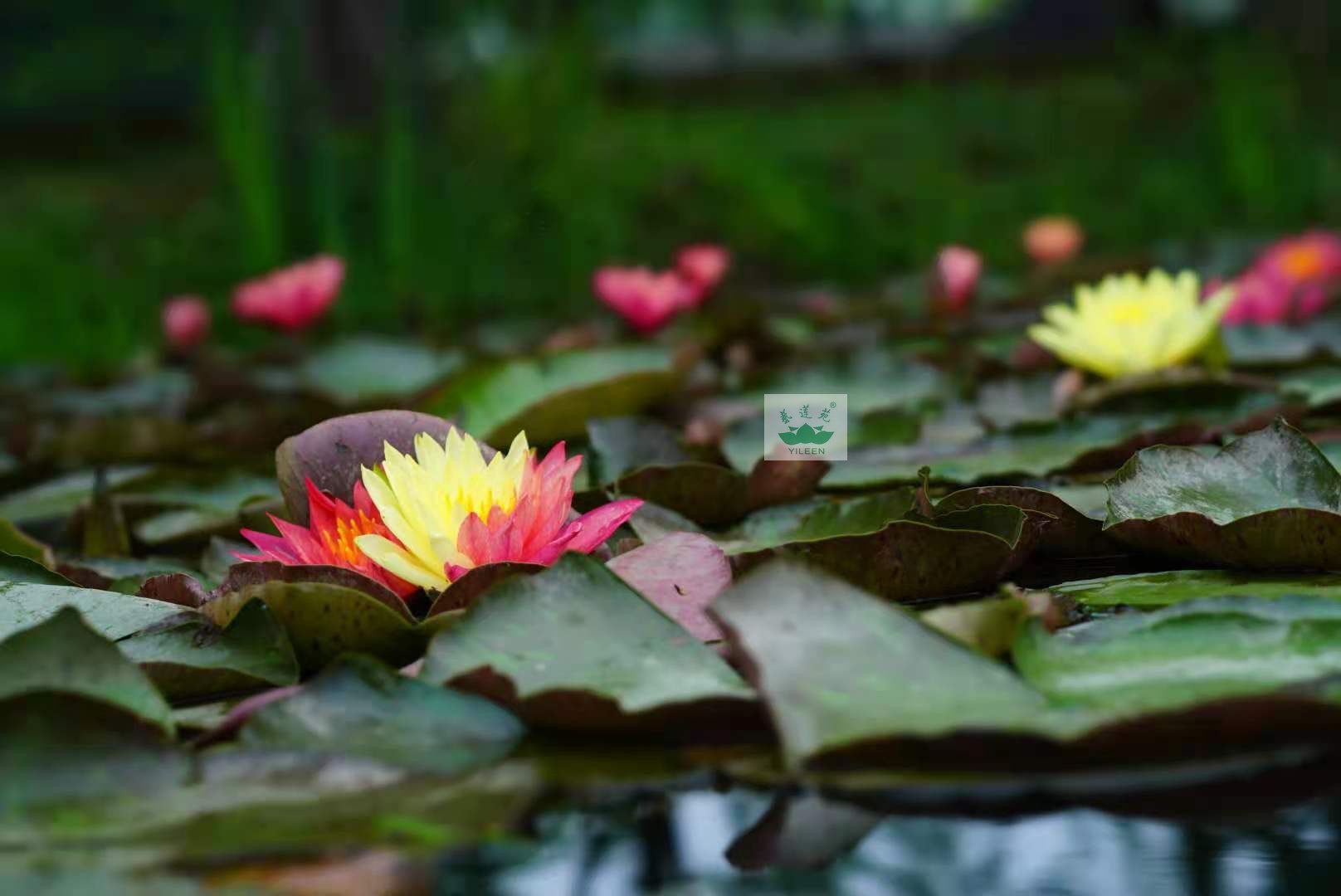 水生花卉南京艺莲苑中大型耐寒睡莲【万维莎】百变女王适合池栽