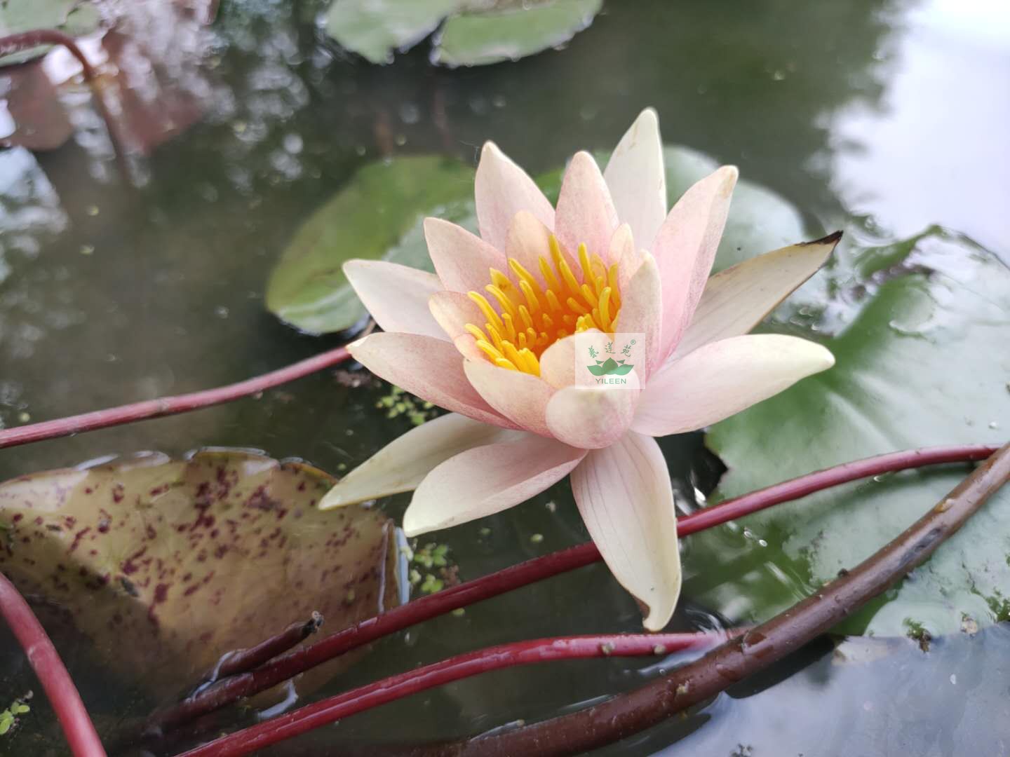 水生植物南京艺莲苑小型耐寒睡莲根茎【保尔哈利特】橙色丰花