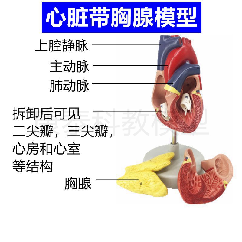 心脏模型胸腺可拆卸心血管心室心房二尖瓣三尖瓣动静脉1比1人体 - 图1