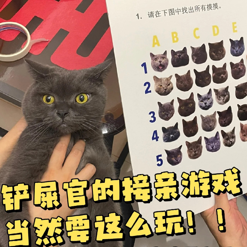 定制接亲找宠物狗狗猫猫游戏道具婚礼创意 结婚拦堵门 认猫咪狗子 - 图0