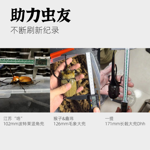 牧野虫社活性版深度发酵木屑独角仙幼虫甲虫食物饲料腐殖土专用 - 图2