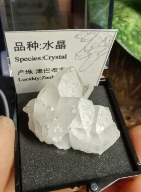 天然白水晶菠萝骨干水晶然矿物晶体标本盒子量晶宝石地质科普教学
