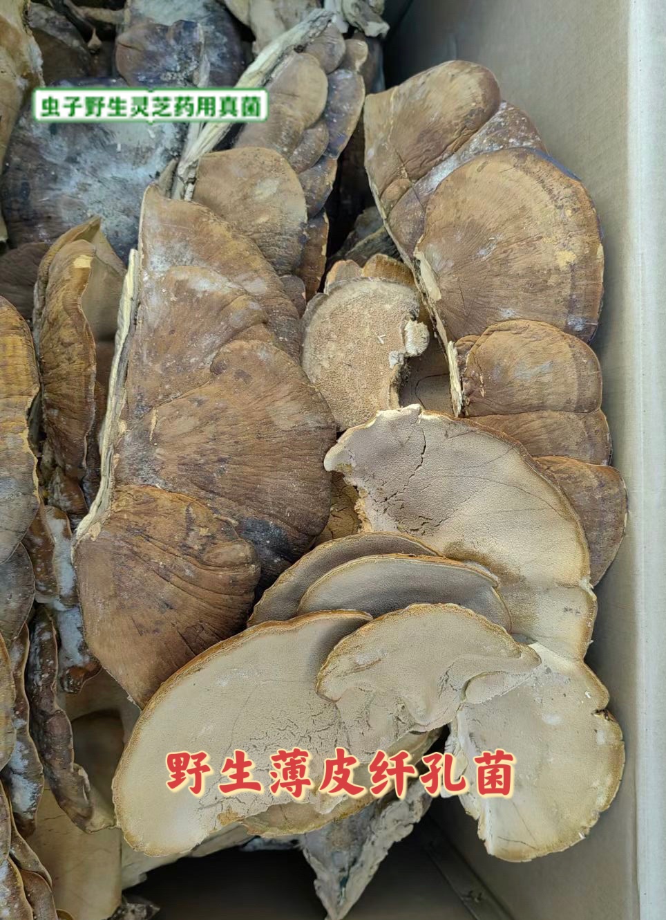 野生薄皮纤孔菌  薄壳纤孔菌 稀针孔菌 薄皮毛背菌  药用菌配伍 - 图1