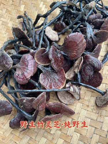 野生竹灵芝薄叶竹灵芝野生竹灵芝海南野生灵芝灵芝汤料 50克-图0