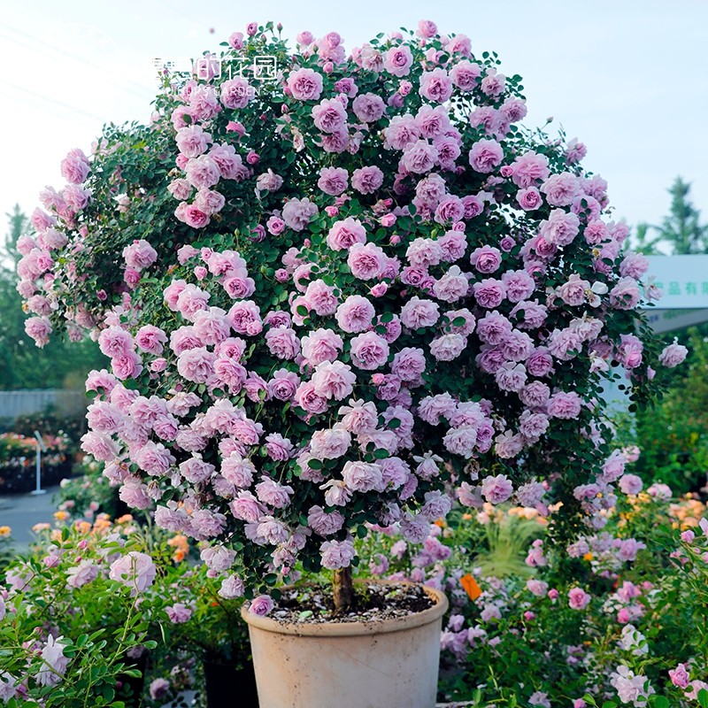 惠惠的花园藤本月季蓝色阴雨多季开花勤花丰花庭院阳台盆栽花卉,淘宝优惠券,粉丝福利购,淘宝优惠卷