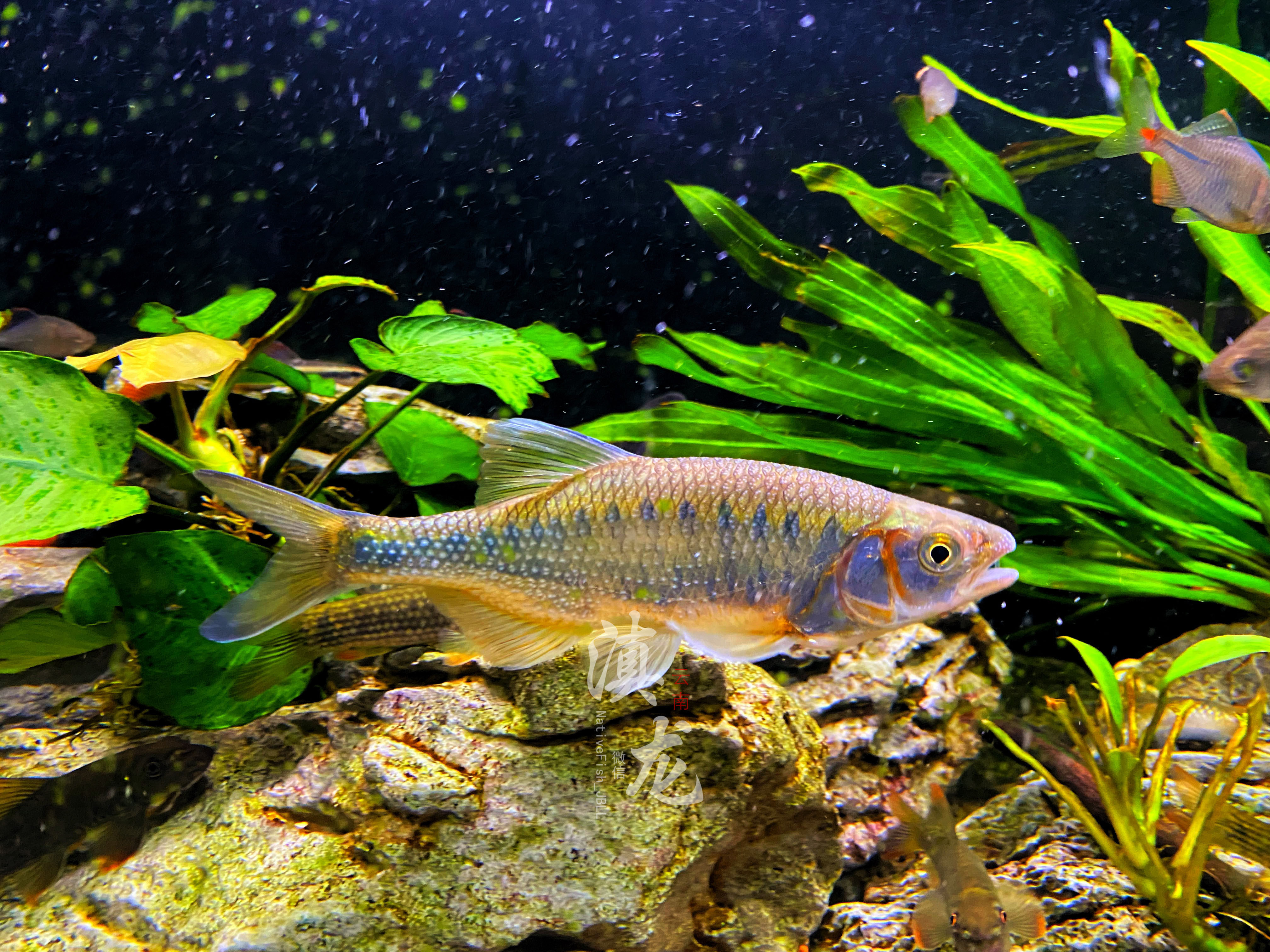 滇西低线鱲丽色低线鱲云南高端原生鱼观赏鱼长鳍马口宽鳍鱲冷水鱼_虎窝淘