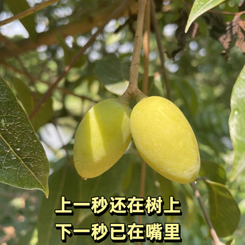 现摘现发广东潮汕特产正宗金灶三捻橄榄三棱当季新鲜孕妇水果生吃 - 图1