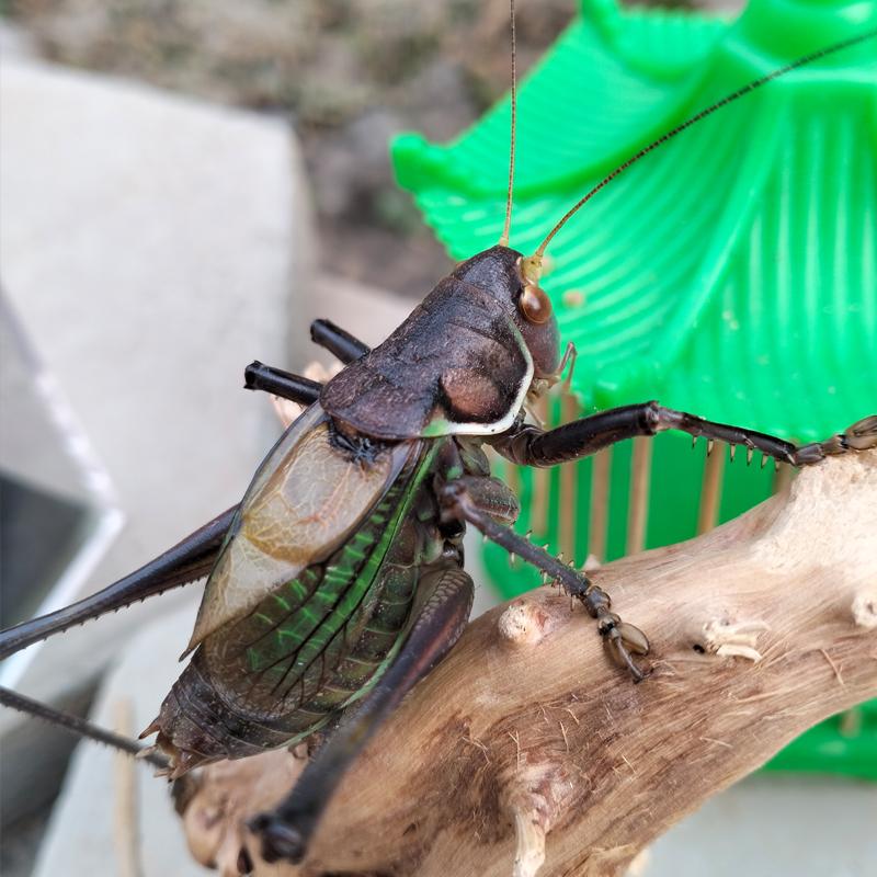 精品活虫带笼子饲料绿叫平谷发鸣虫炮筒新脱铁皮绿蝈蝈蝈蝈山青 - 图2