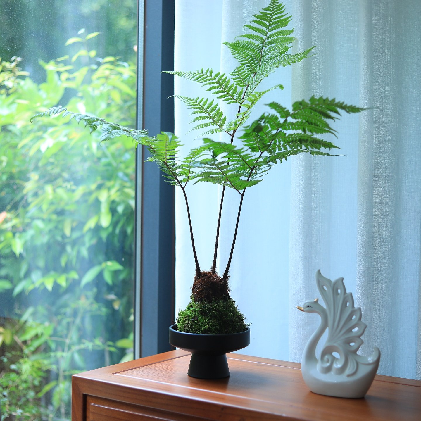 苔藓球绿植水培植物蕨类植物红磷蕨客厅茶室桌面小盆栽净化空气 - 图0