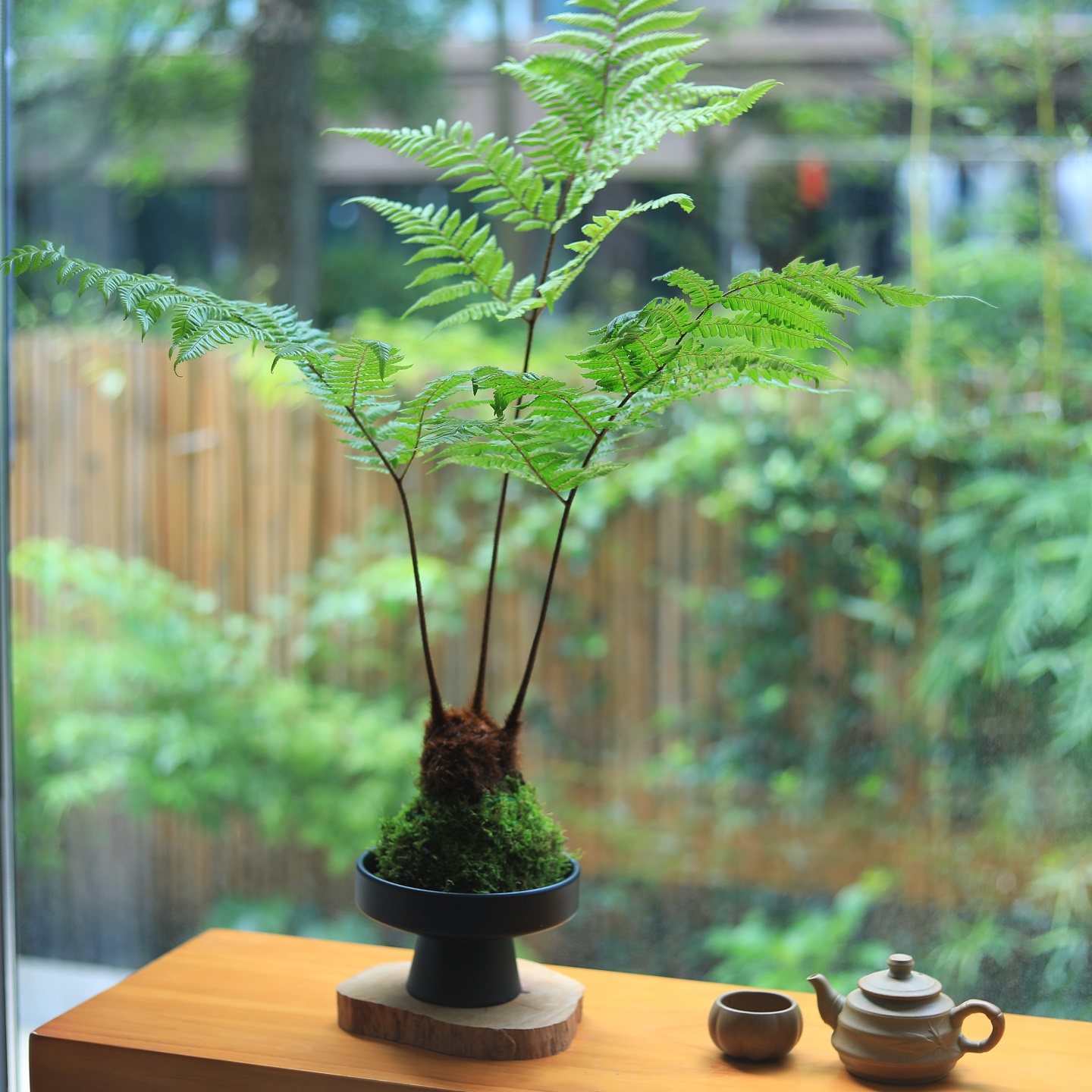 苔藓球绿植水培植物蕨类植物红磷蕨客厅茶室桌面小盆栽净化空气 - 图2